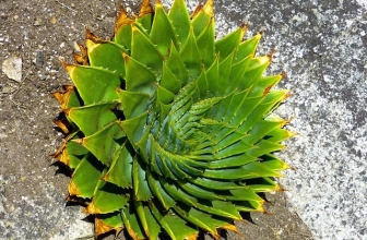 Jak doma pěstovat Aloe Vera