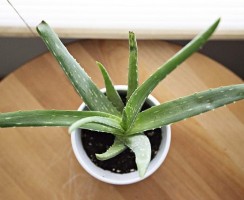 Aloe vera na hubnutí, recenze a zkušenosti